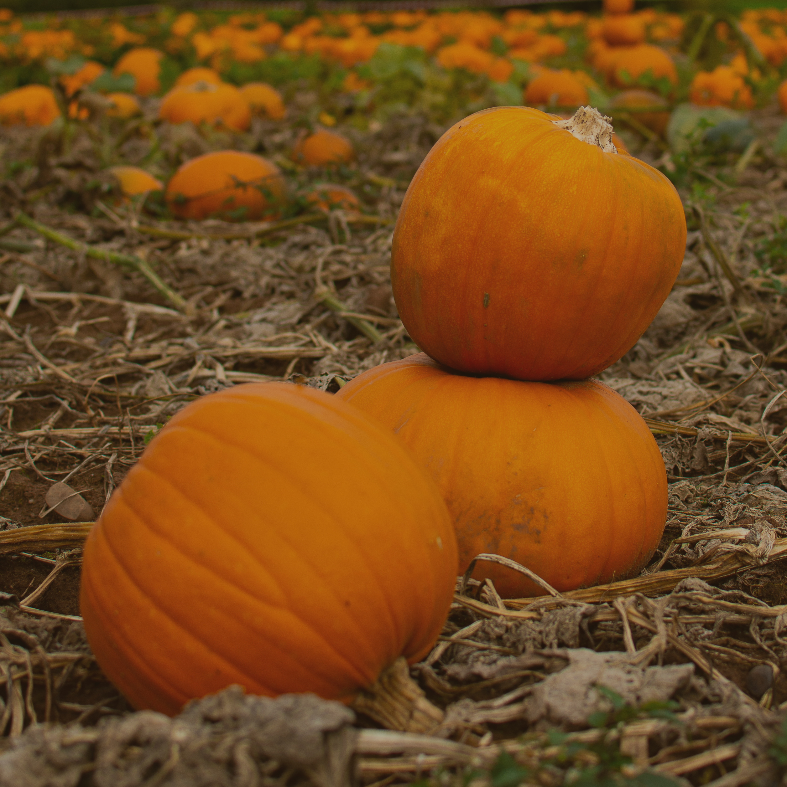 Kürbisse: Vom Ursprung bis zum Superfood auf unserem Teller